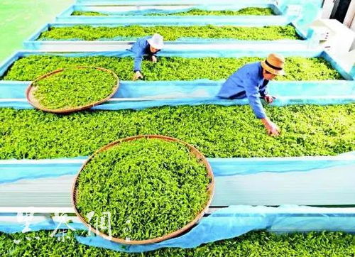 书写黔茶腾飞新篇章 从 四个转变 看贵州茶产业高质量发展